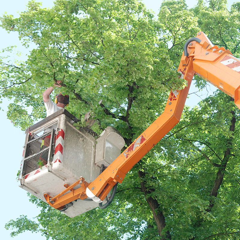Tree Trimming in a Crane