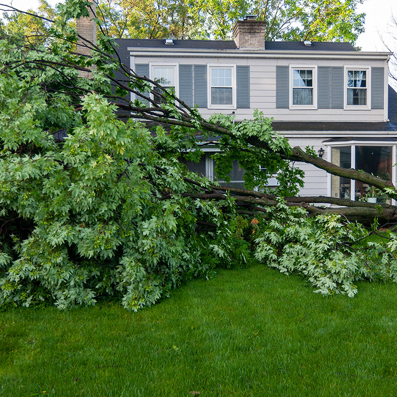 Huge fallen maple tree laying across backyard